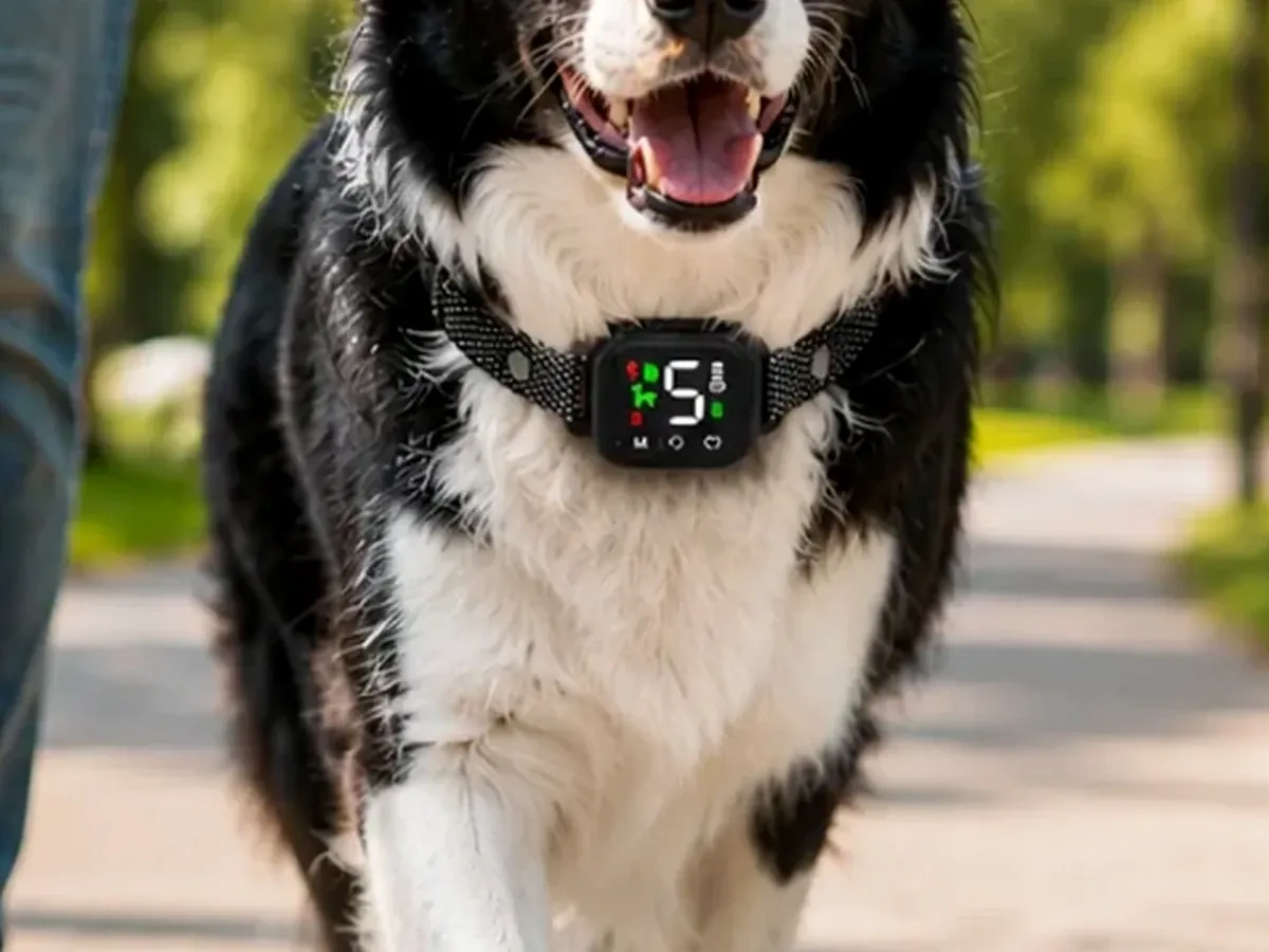 Calm border collie walking on a park path wearing the Hush Bark SmartBark Collar