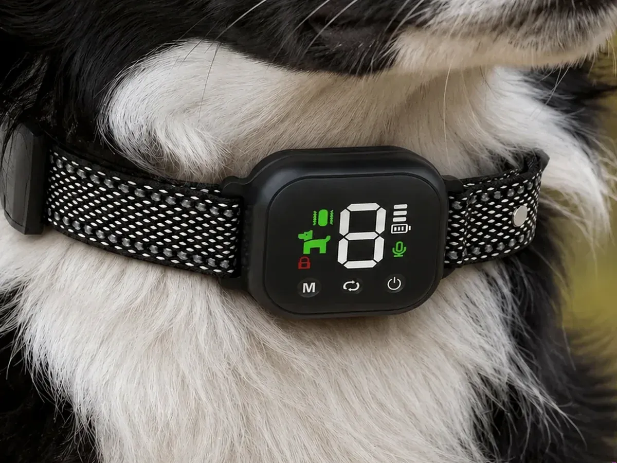 Close-up of Hush Bark SmartBark Collar fitted on a border collie's neck